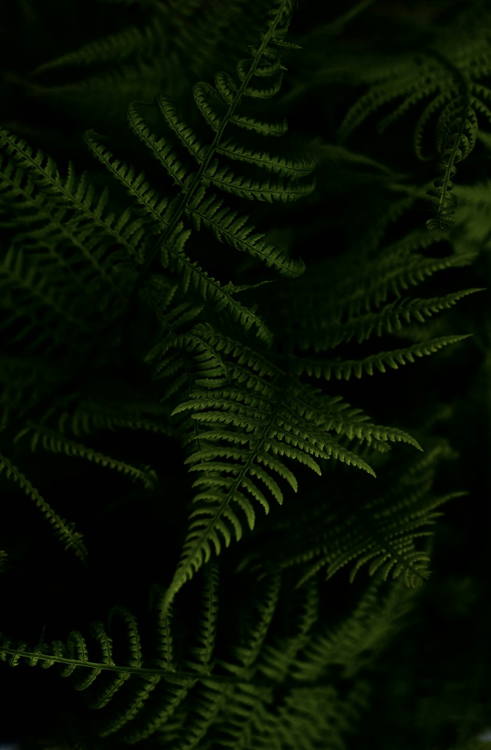 a close up of a green plant with lots of leaves