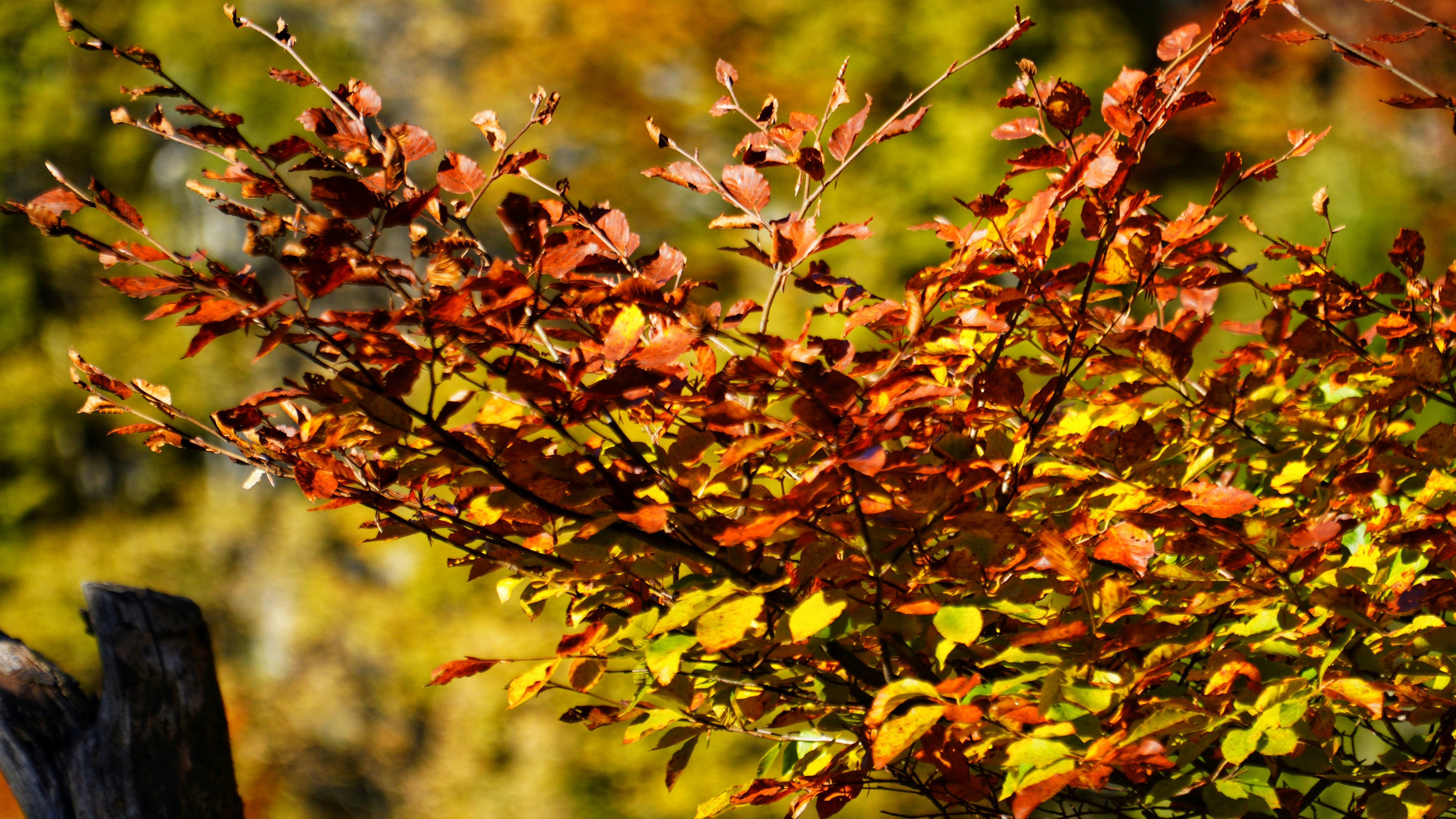 Photo by kohleggermichael