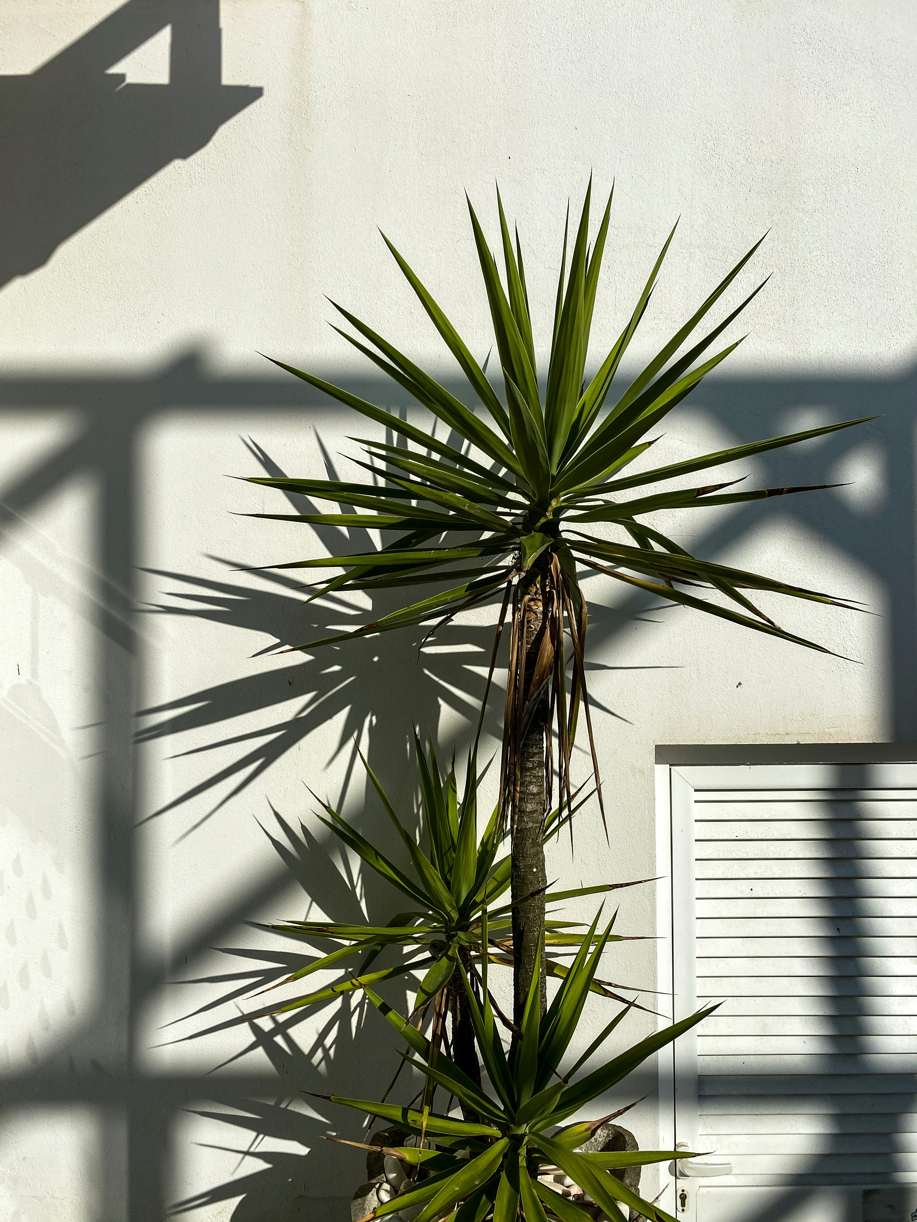 a palm tree casts a shadow on a wall