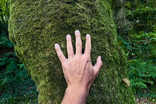 a person's hand on a moss covered tree trunk