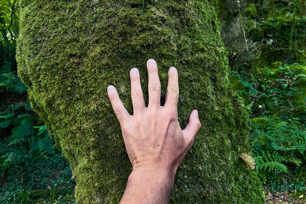 a person's hand on a moss covered tree trunk