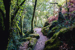 a path in the middle of a lush green forest