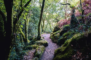 a path in the middle of a lush green forest