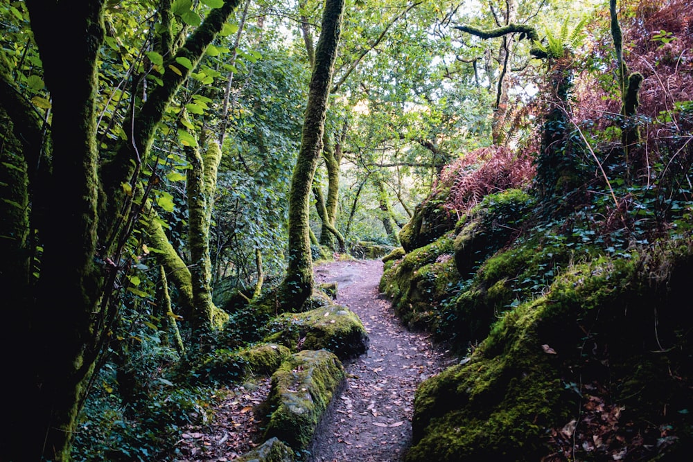 a path in the middle of a lush green forest