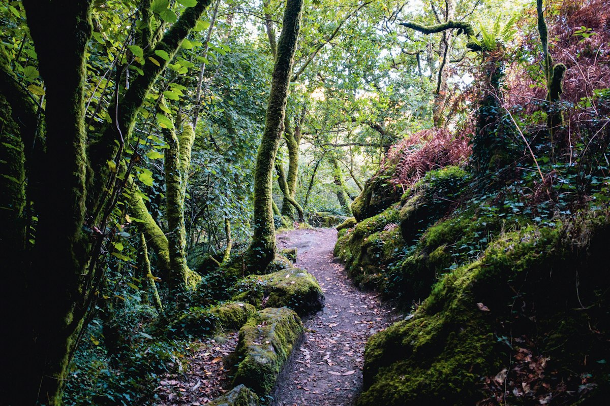 Sendero entre un bosque frondoso en el norte de España