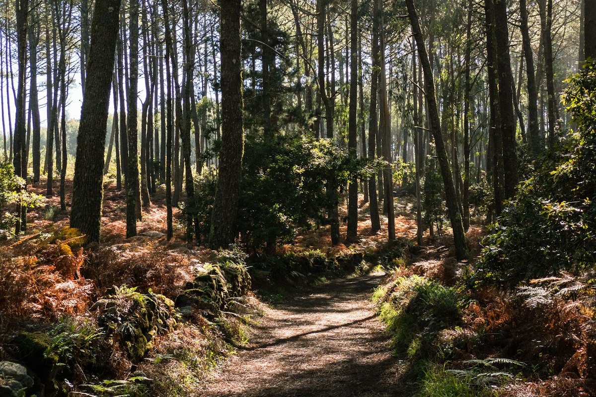 Camino entre árboles en un bosque de otoño