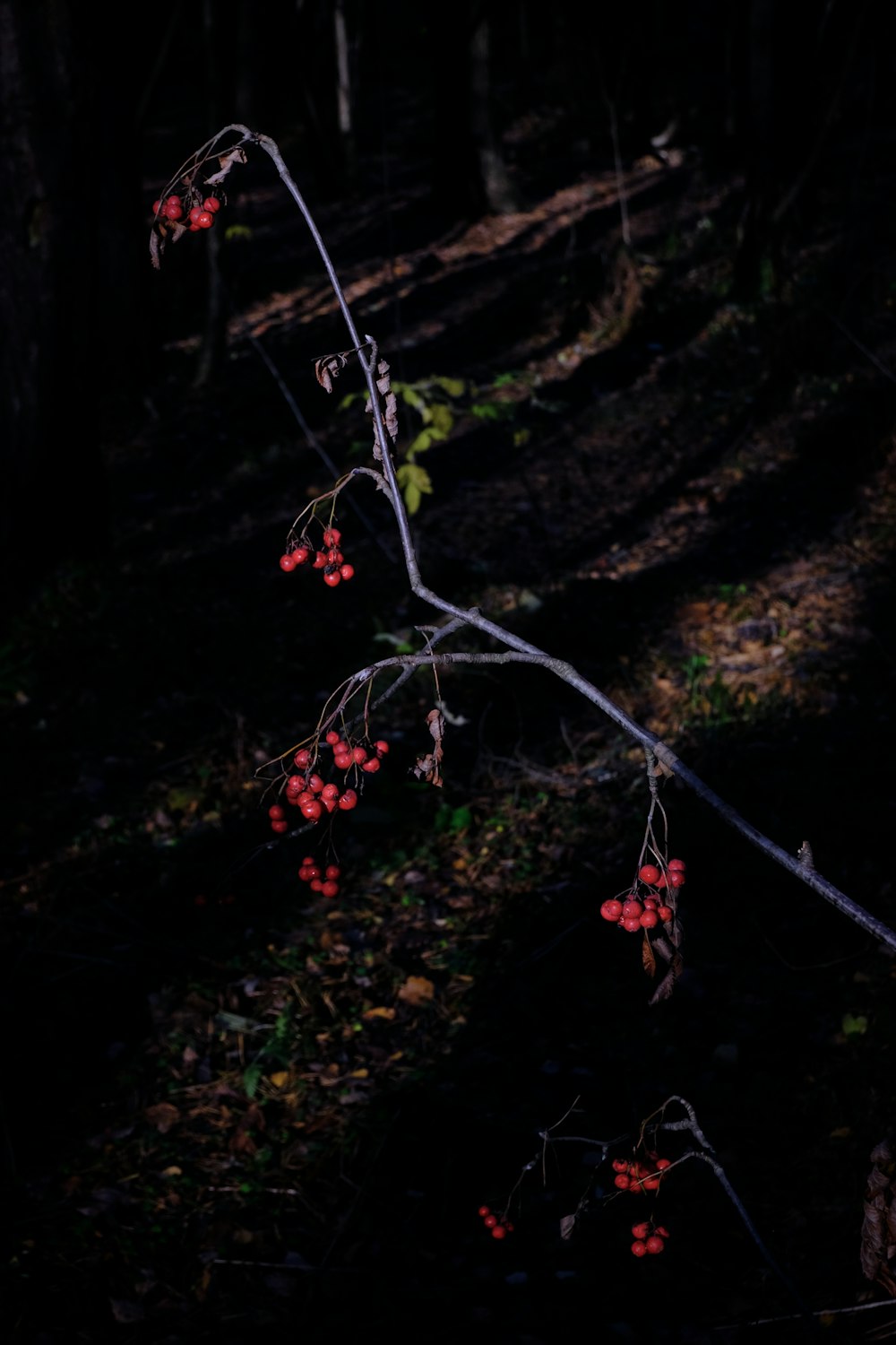 a tree branch with red berries growing on it
