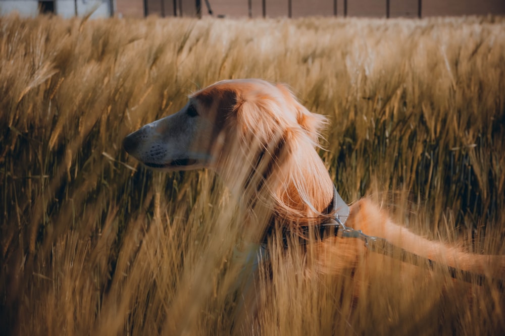 a dog sitting in a field of tall grass