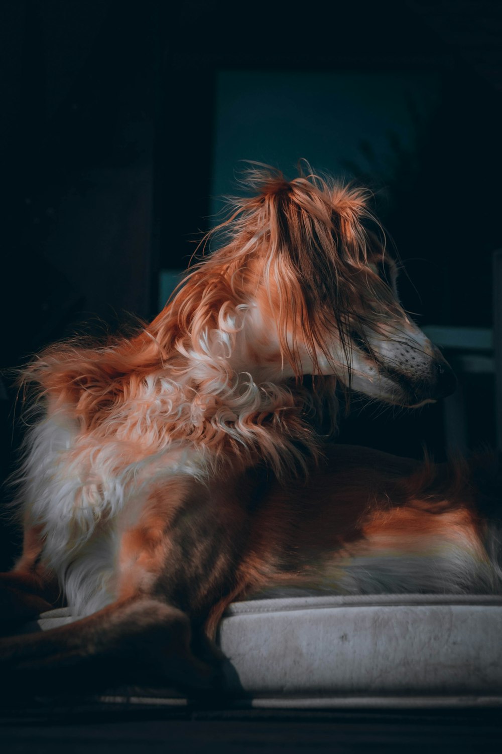 a brown and white dog laying on top of a cushion