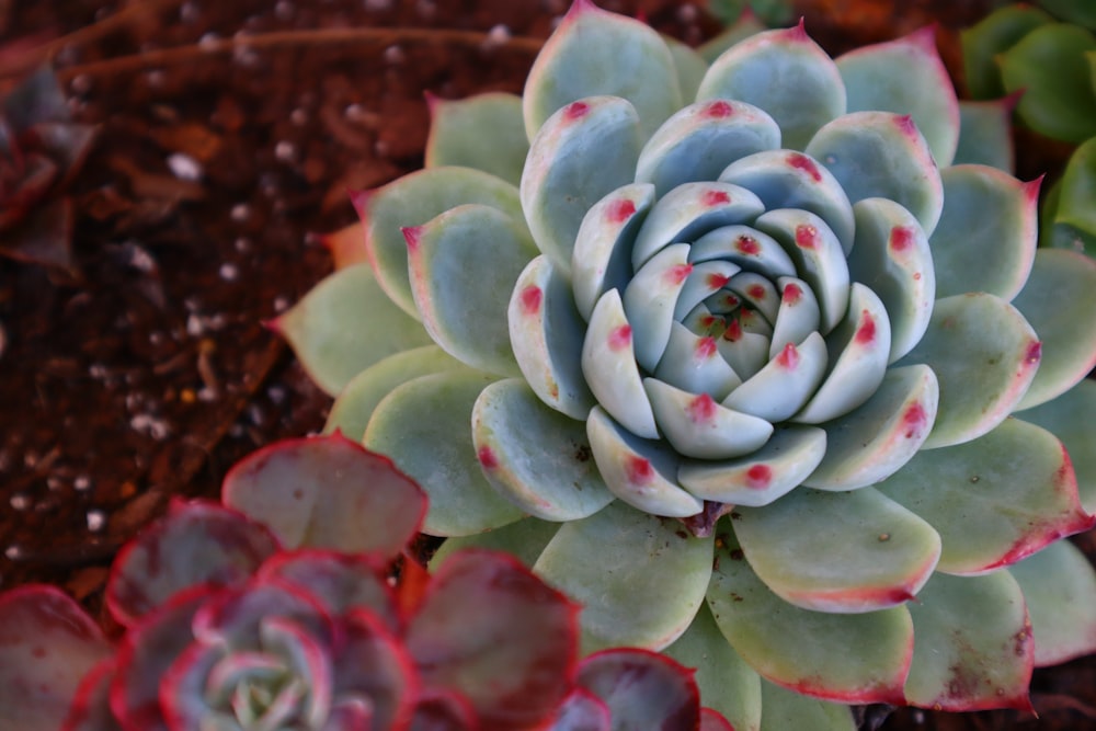a close up of a succulent plant in a garden