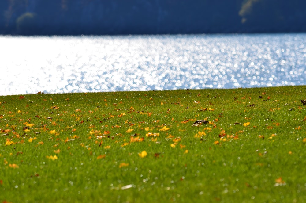 a bird sitting on the grass next to a body of water