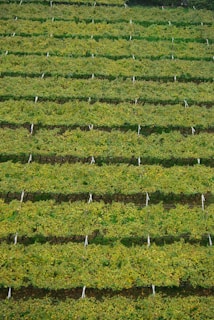 Rows of lush, green vineyards stretch across the landscape, featuring a meticulously organized pattern with vines supported by posts and wires. The scene conveys a sense of order and the natural beauty of agriculture.
