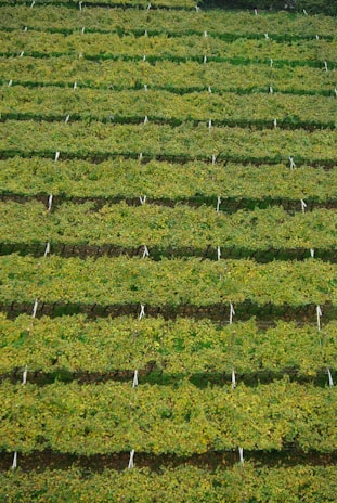 Rows of lush, green vineyards stretch across the landscape, featuring a meticulously organized pattern with vines supported by posts and wires. The scene conveys a sense of order and the natural beauty of agriculture.