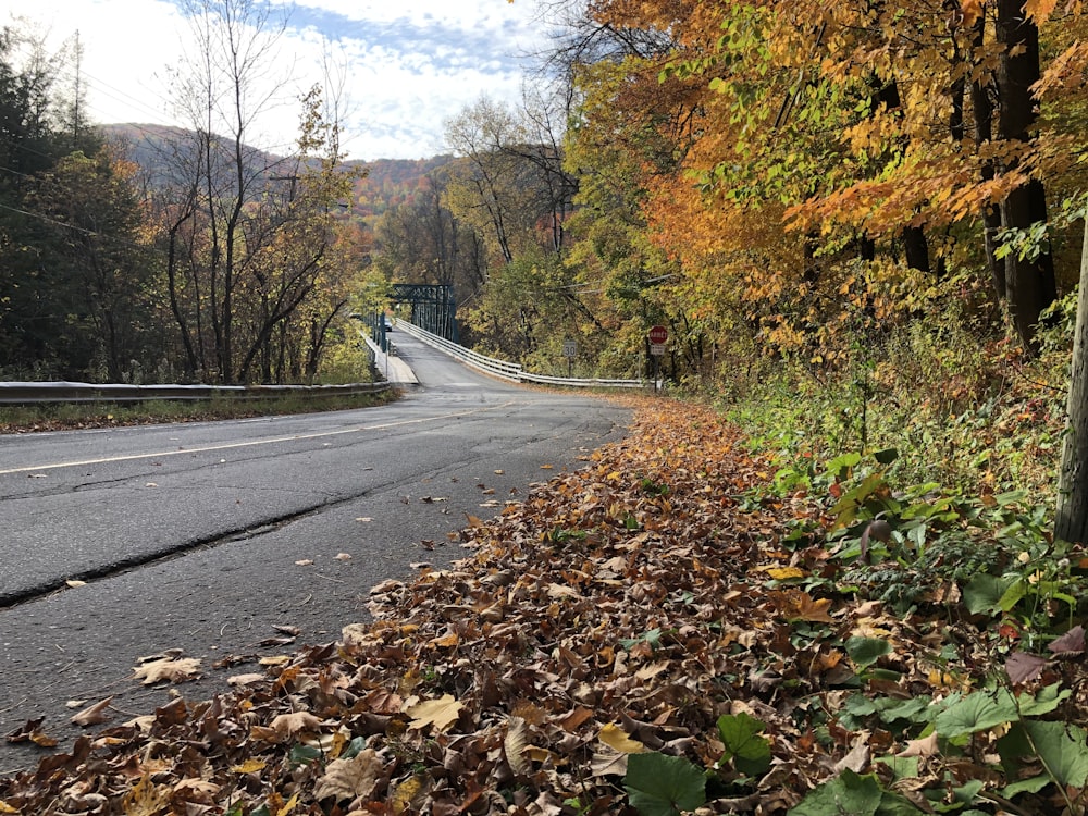 Una strada circondata da foglie e alberi con un ponte sullo sfondo