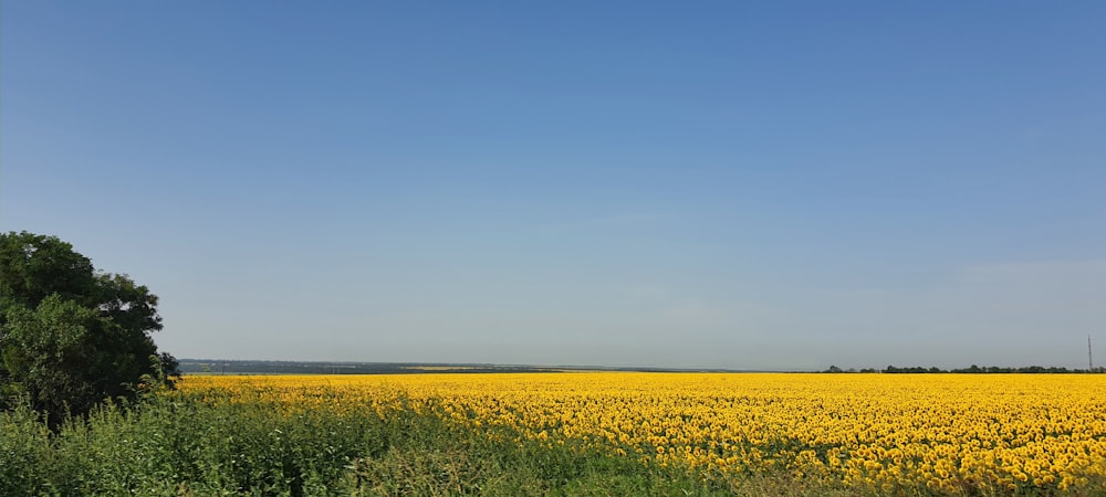 a field full of yellow flowers under a blue sky