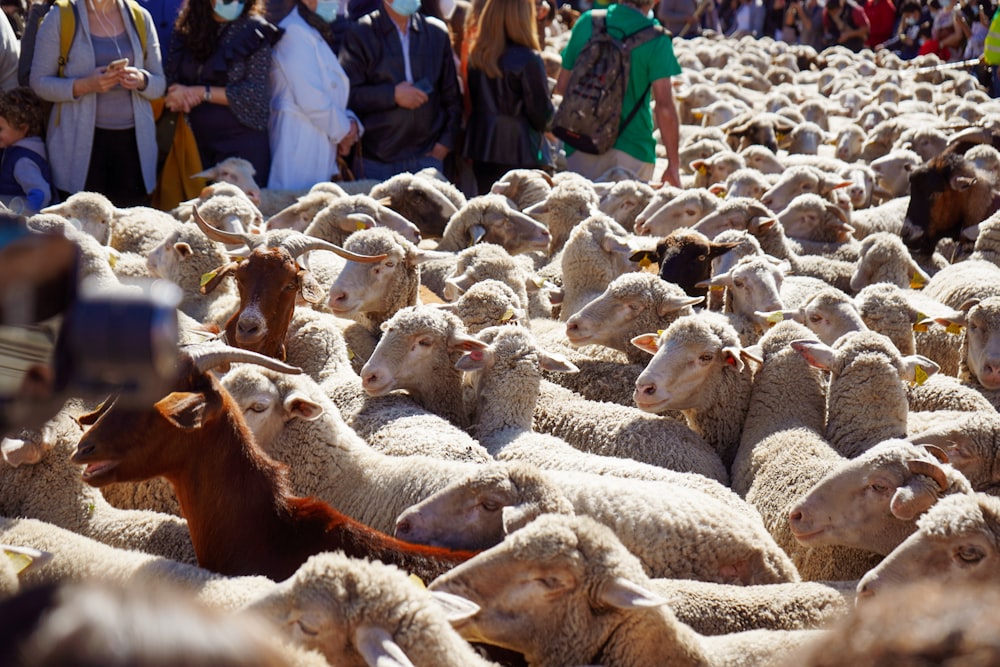 a herd of sheep standing next to each other