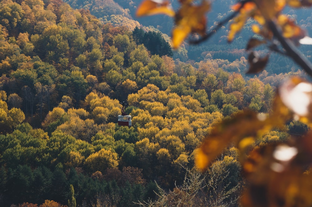 uma casa no meio de uma floresta cercada por árvores