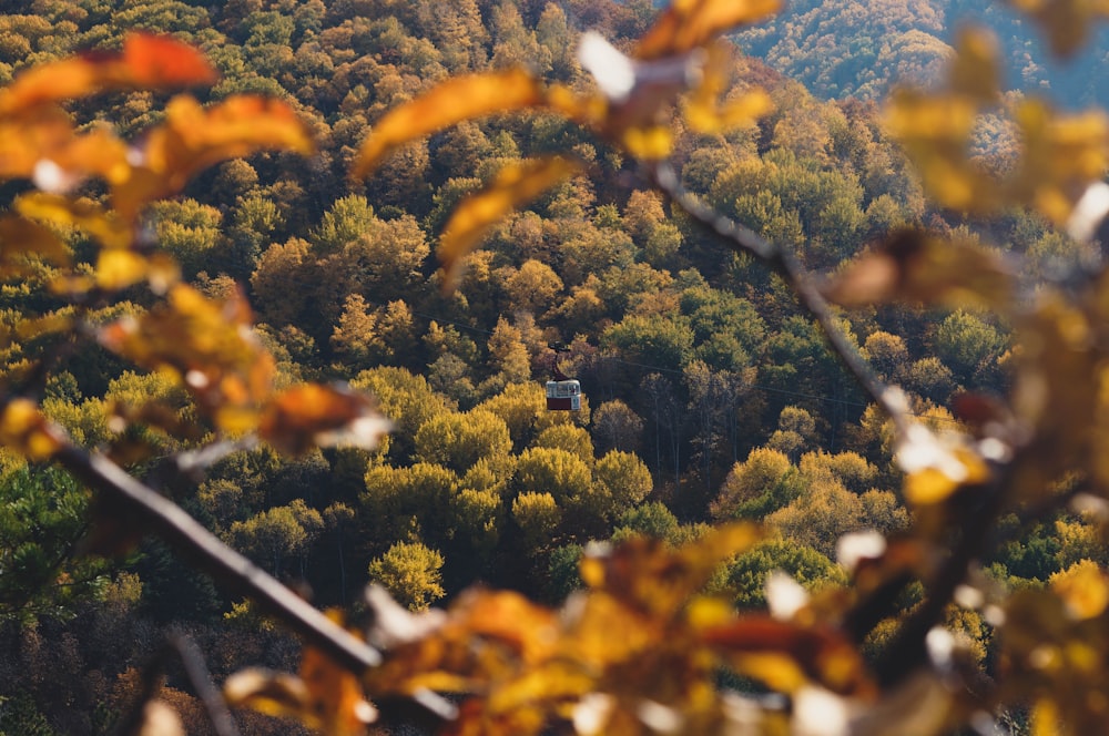 a view of a forested area with trees in the foreground