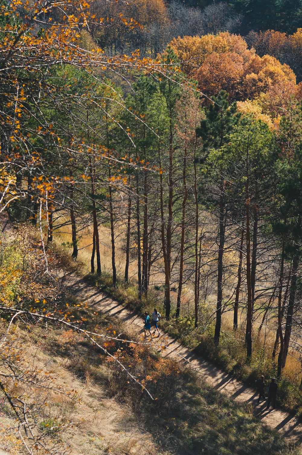 a couple of people walking down a path in the woods