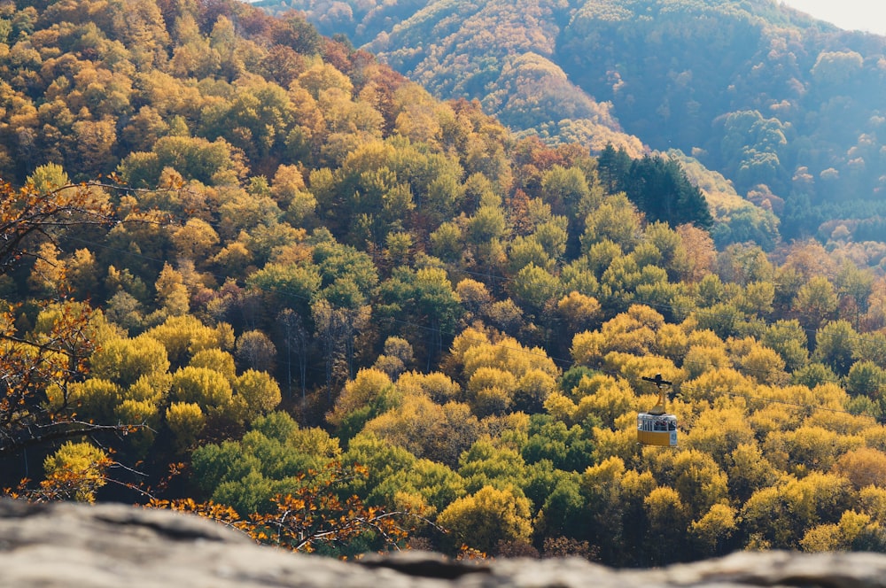 a view of a forest with yellow and green trees