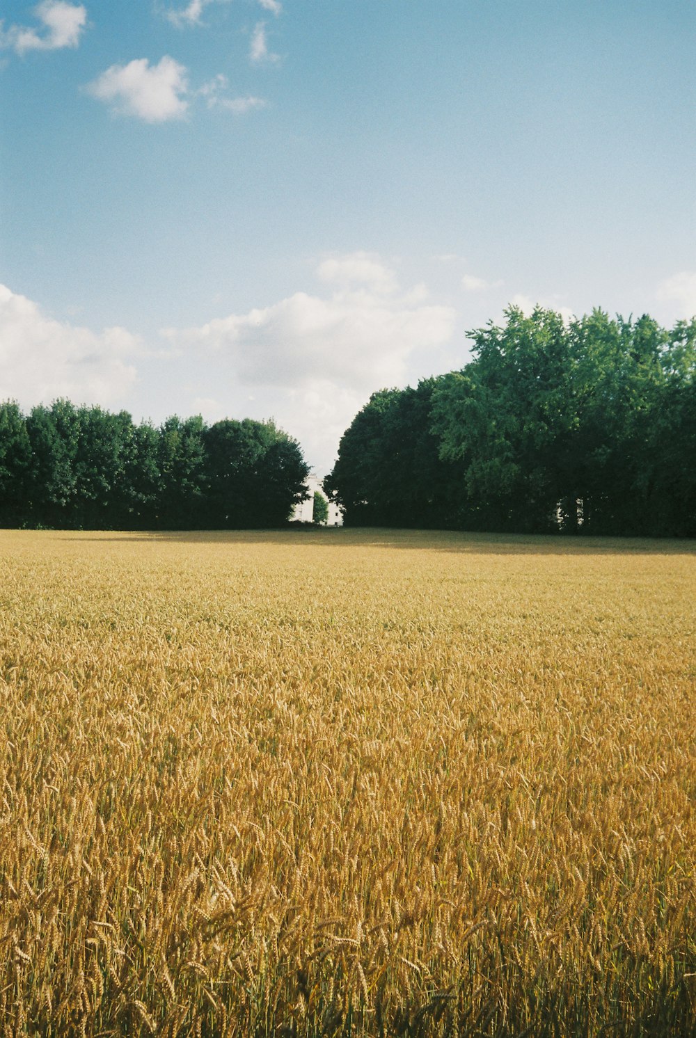 a large field of grass with trees in the background