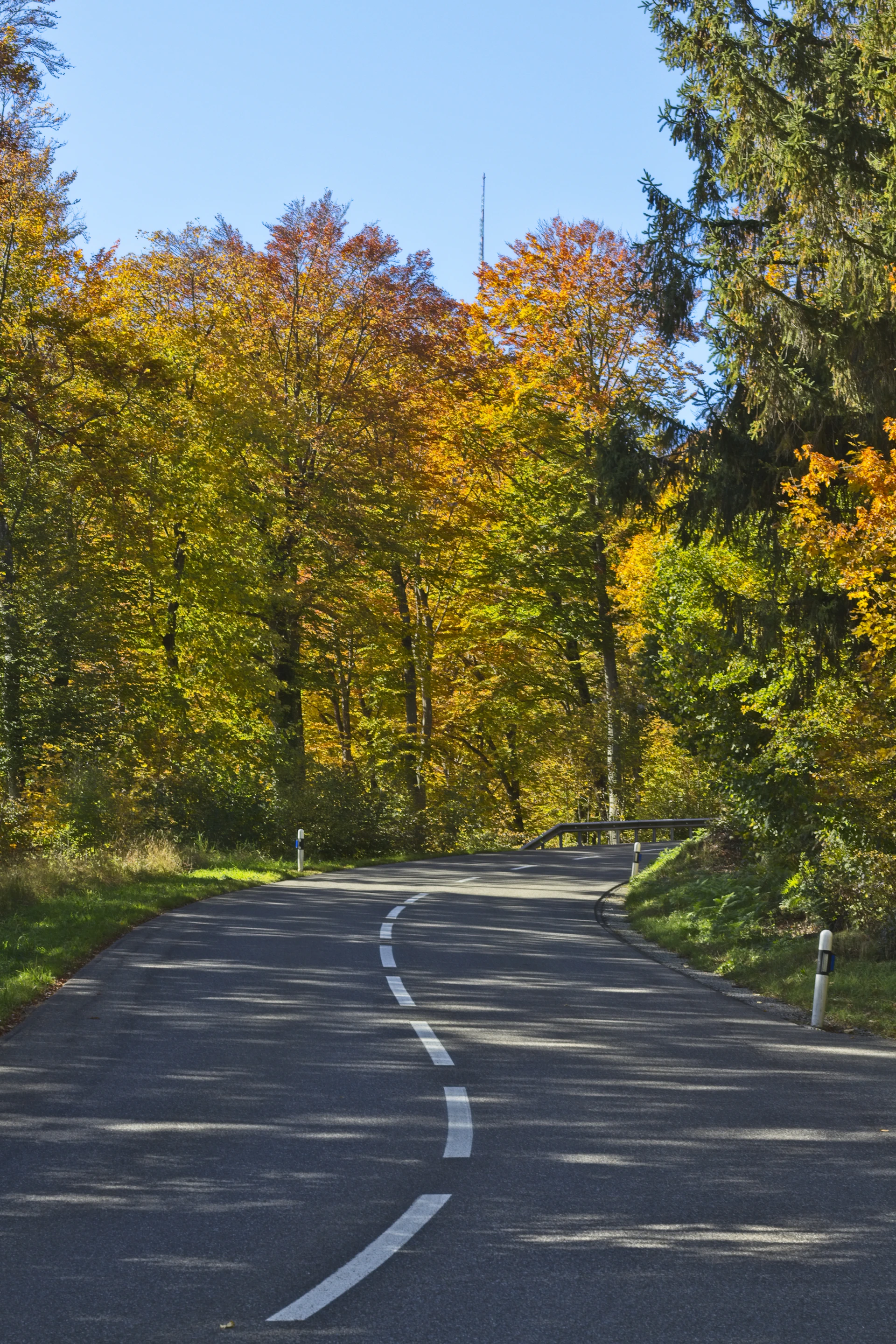 an empty road in the middle of a forest
