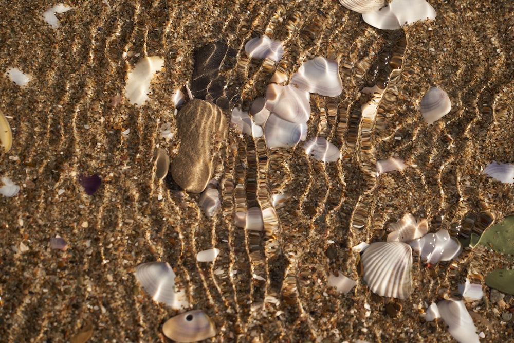 shells and sea glass on the sand at the beach
