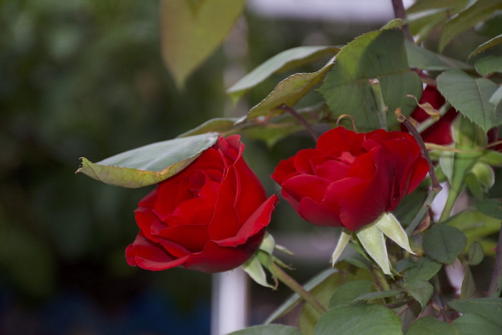 a couple of red roses that are on a tree