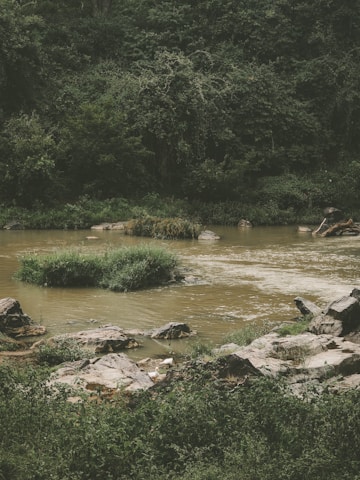 A serene river flowing through a lush wilderness, symbolizing purity and life.