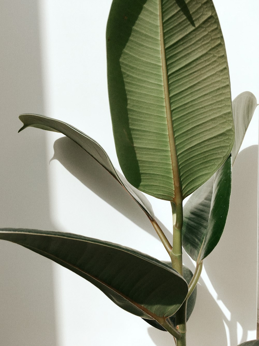 a large green plant with a long stem