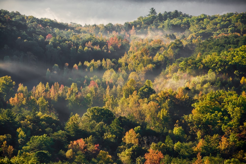 a forest filled with lots of trees covered in fog