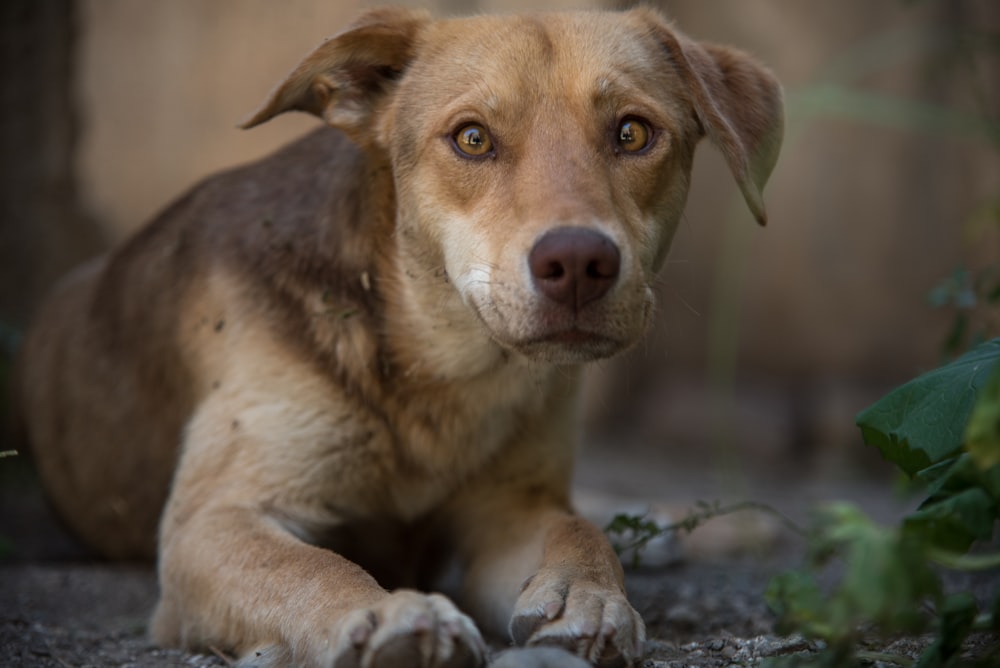 a close up of a dog laying on the ground