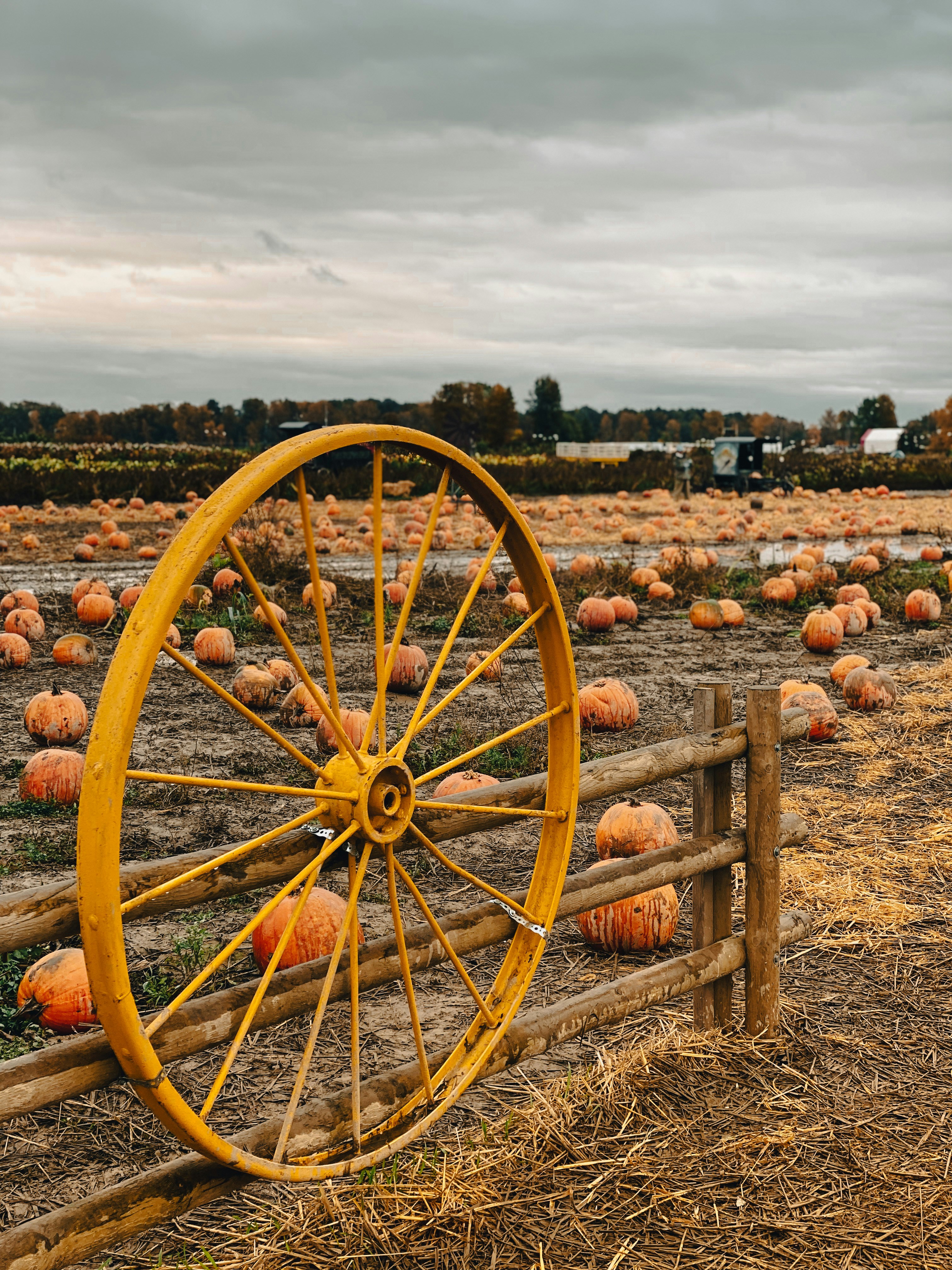 A wagon wheel in a field of pumpkins photo – Free Plant Image on Unsplash