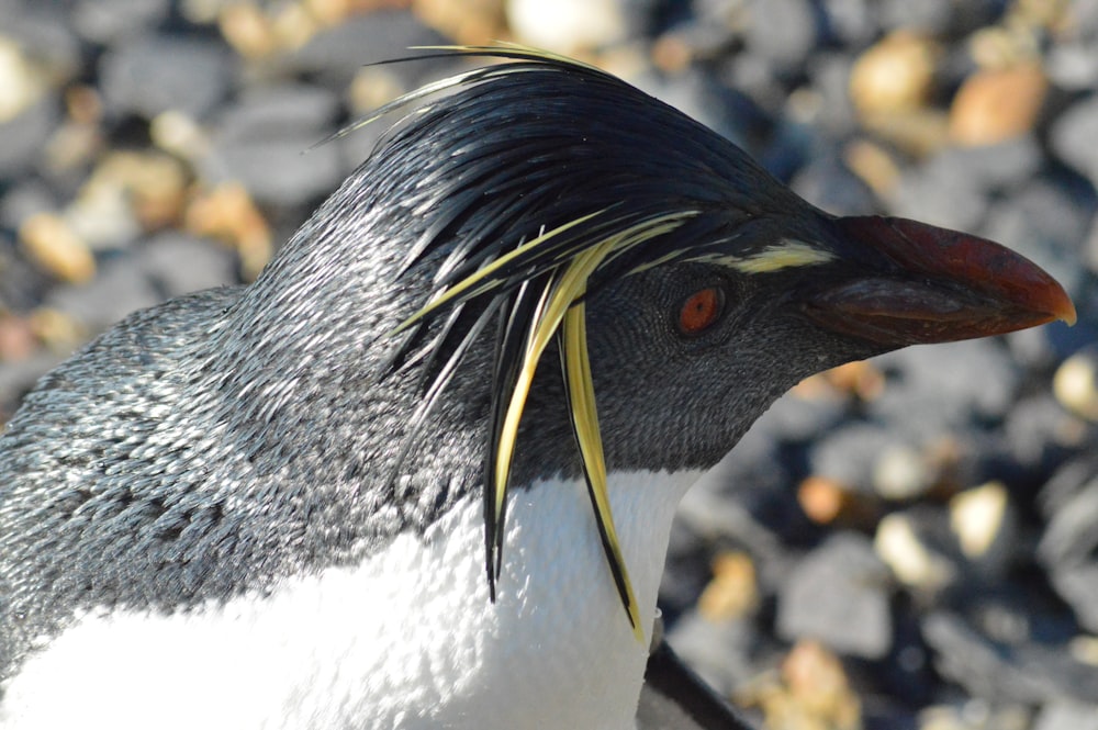 a close up of a penguin on a rocky beach
