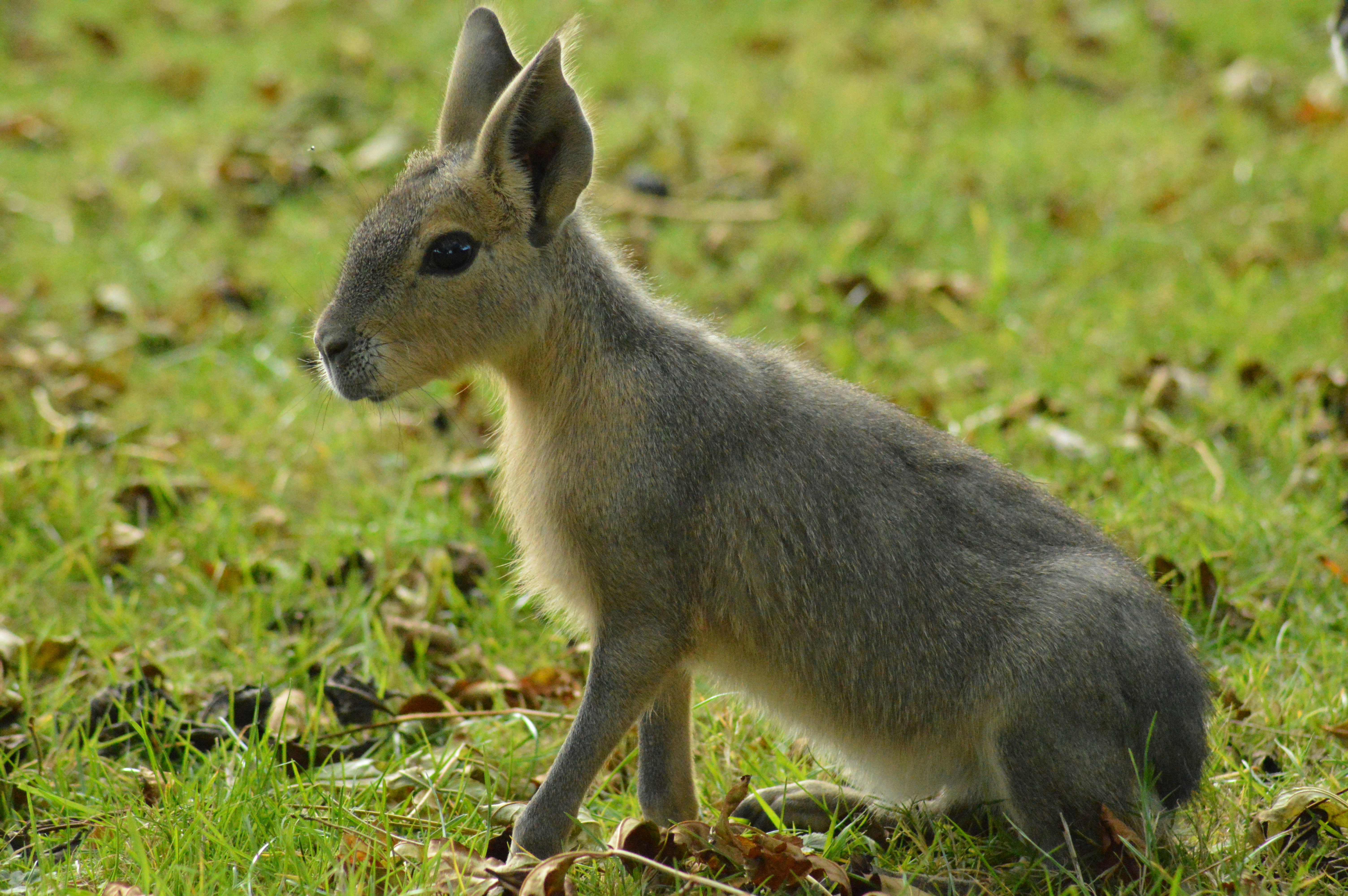 Un cucciolo di canguro è seduto nell'erba