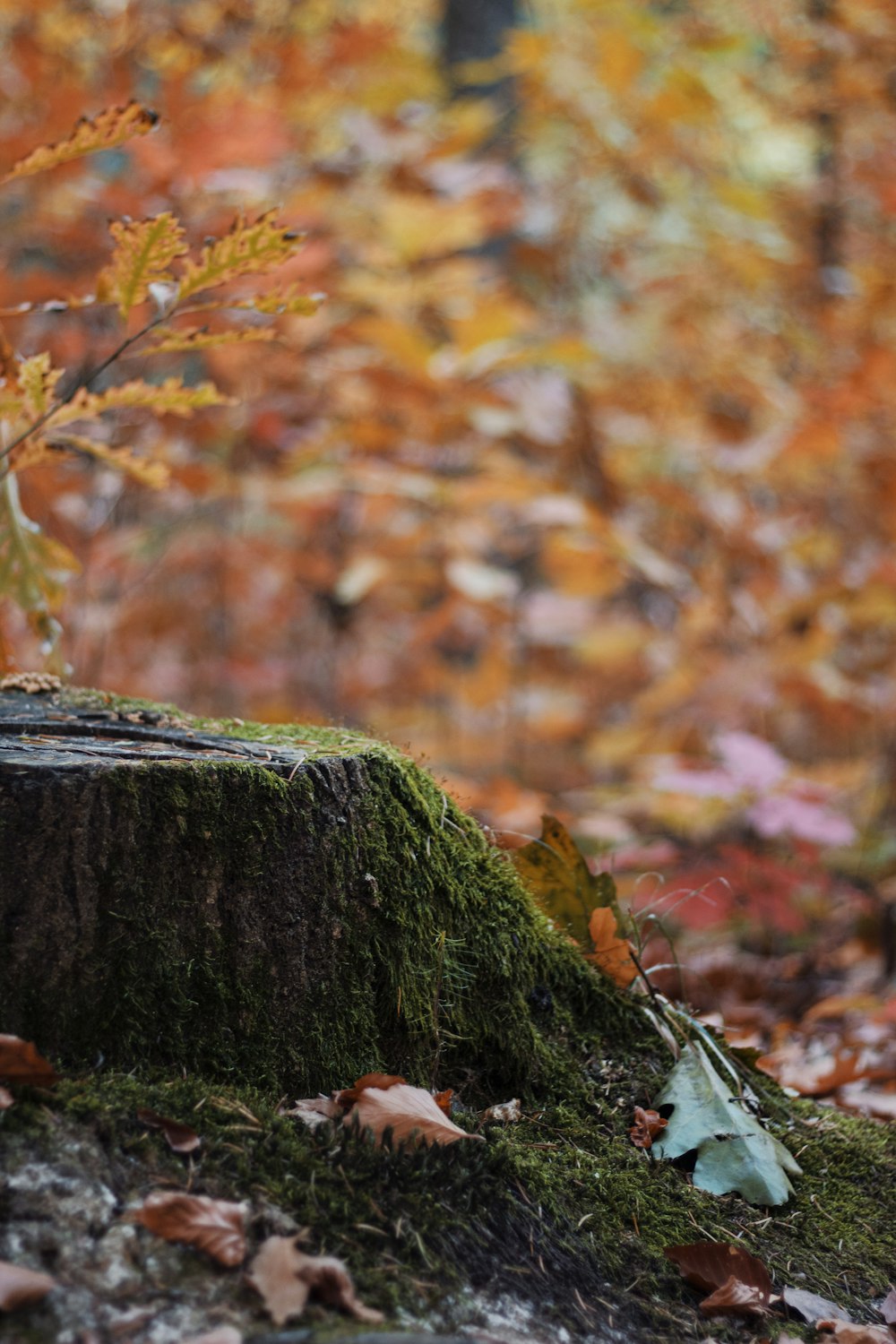 a tree stump in the middle of a forest