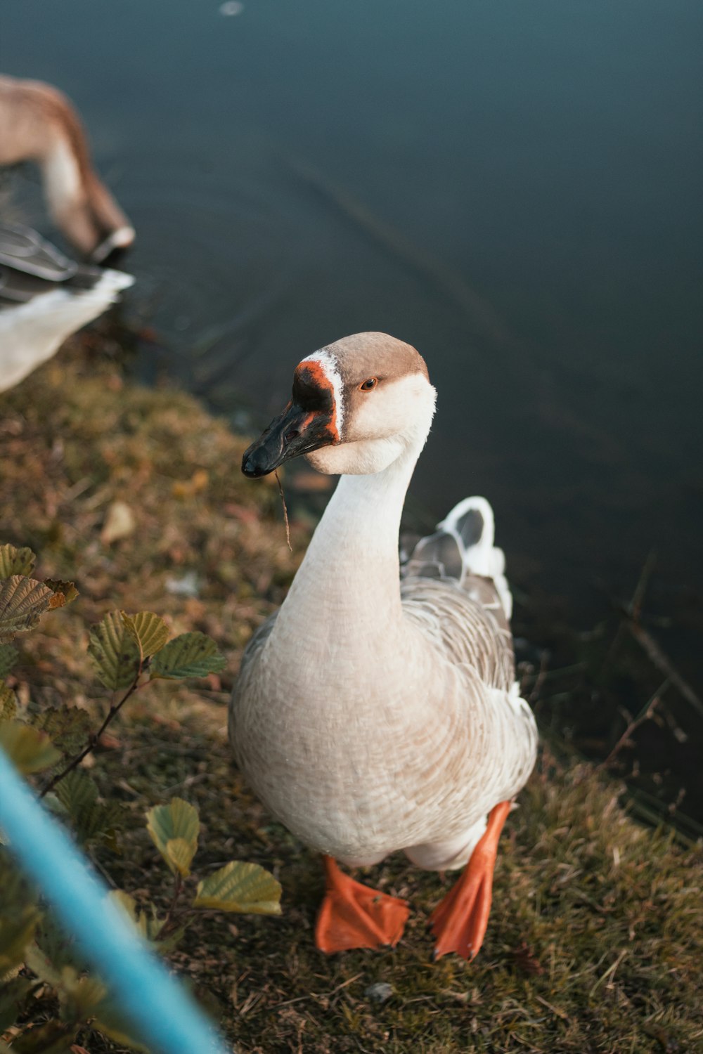 a couple of ducks standing on top of a grass covered field