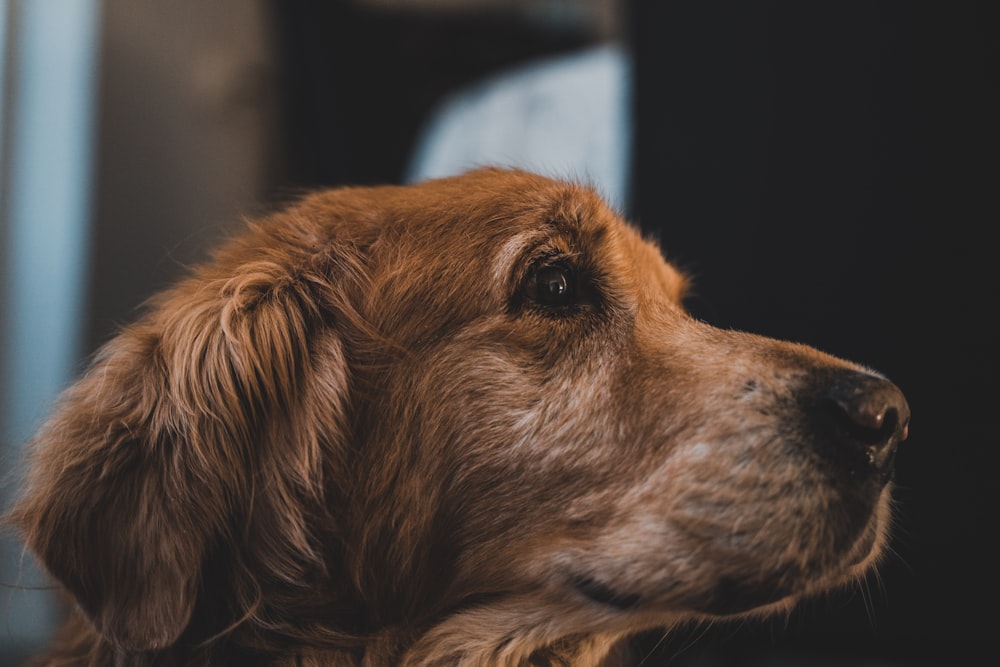 a close up of a brown dog's face