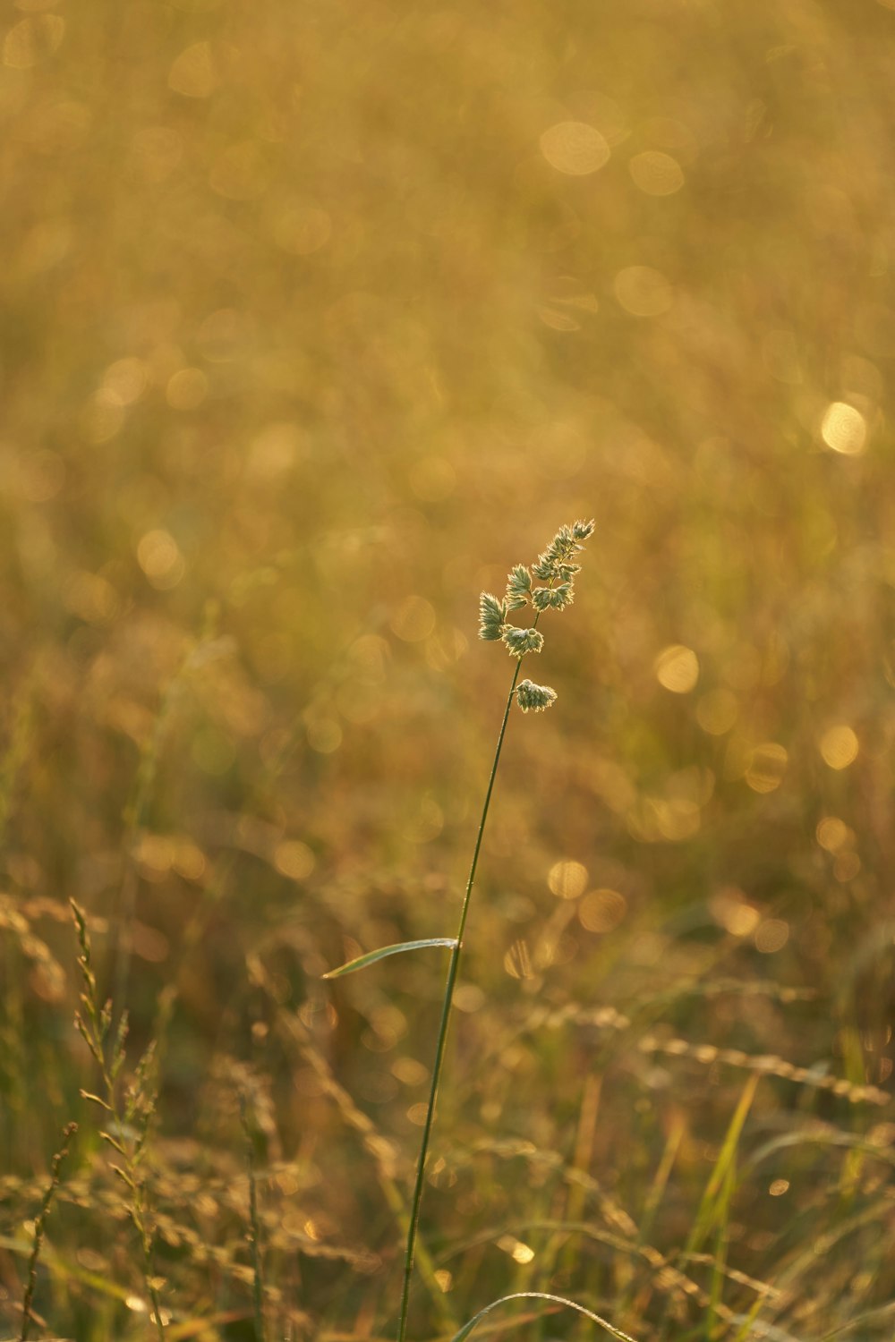 a single flower in the middle of a grassy field