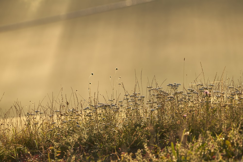 a field of grass with drops of water on it