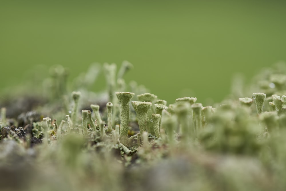 a close up of a group of green plants