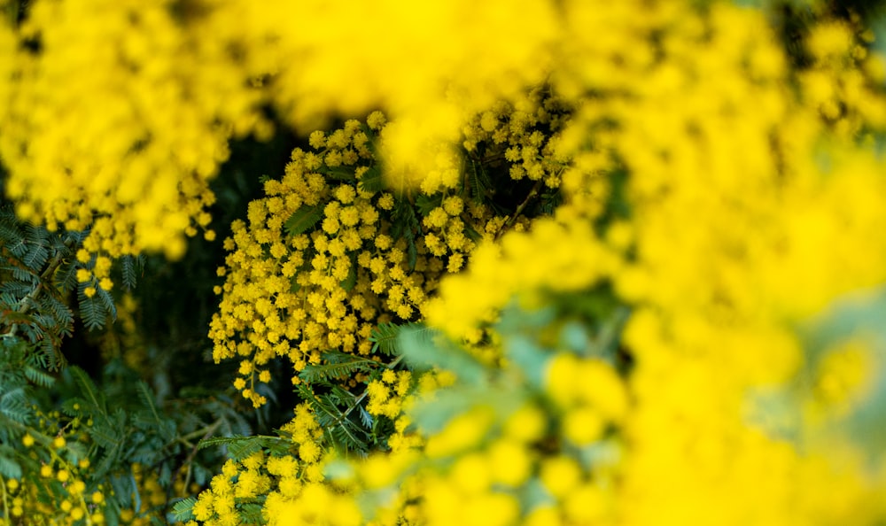 a bunch of yellow flowers with green leaves