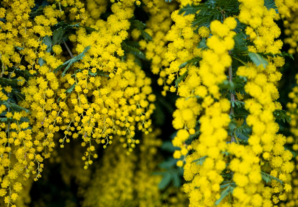 녹색 잎이있는 노란 꽃 무리