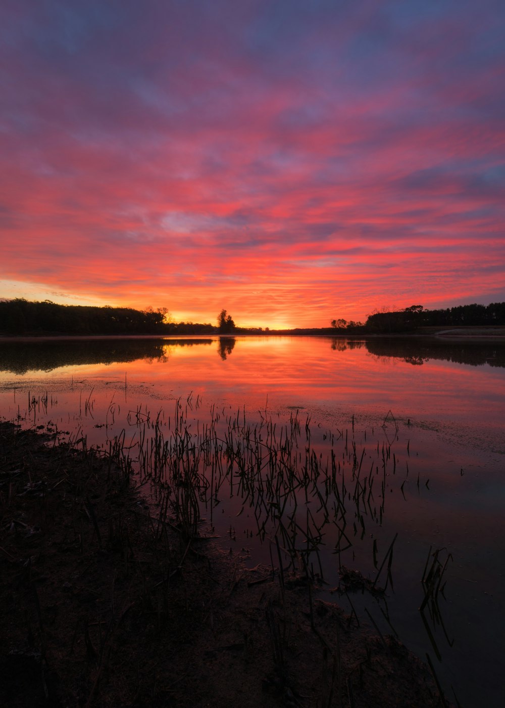 the sun is setting over a lake with reeds in the foreground