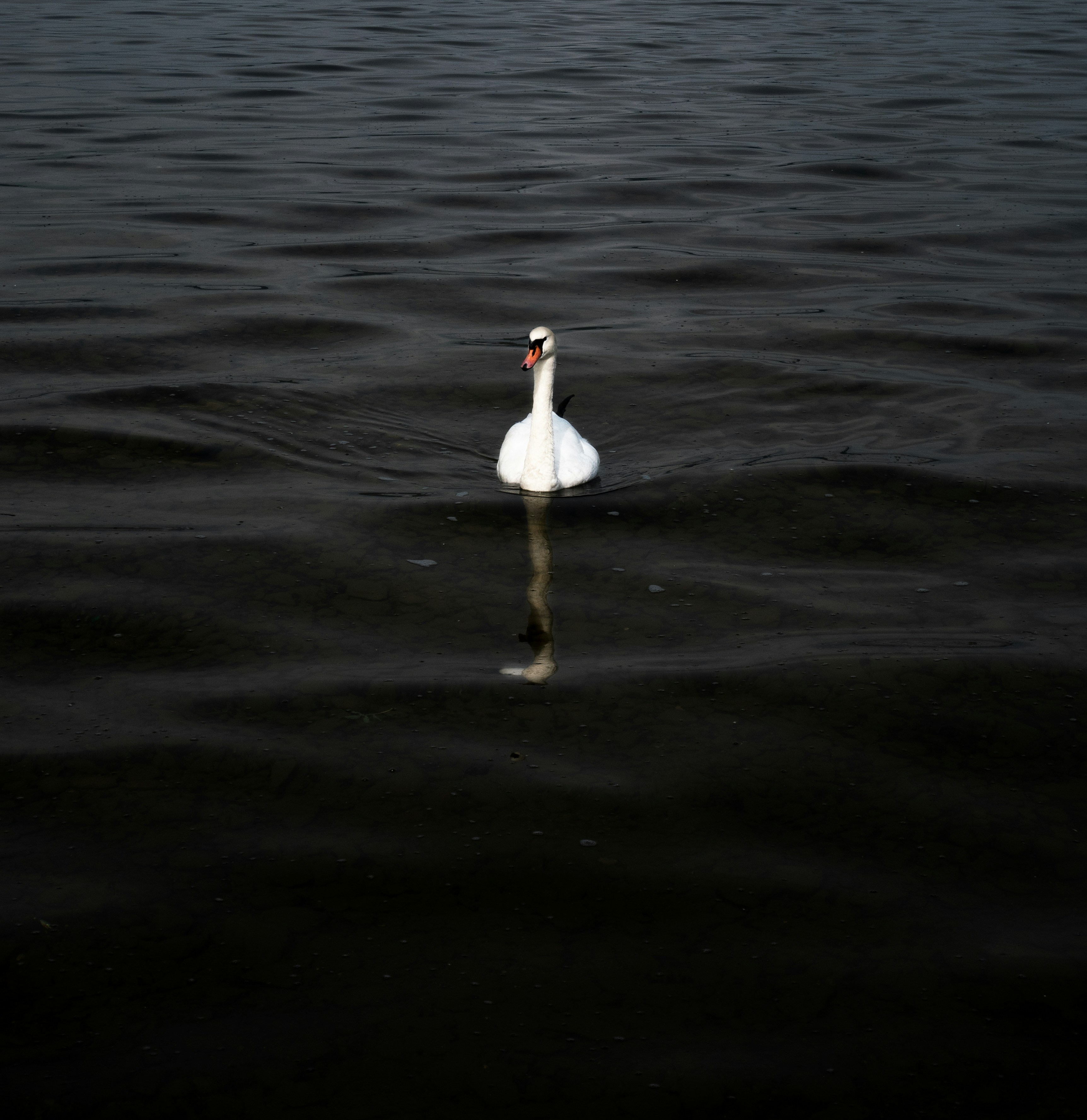Photo by eretree