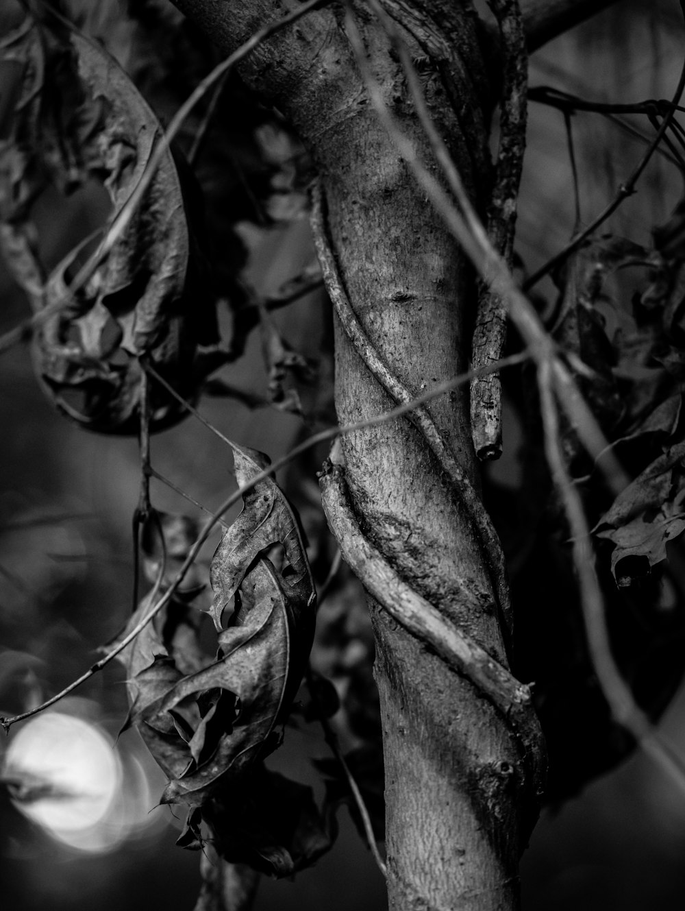 black and white photograph of vines on a tree