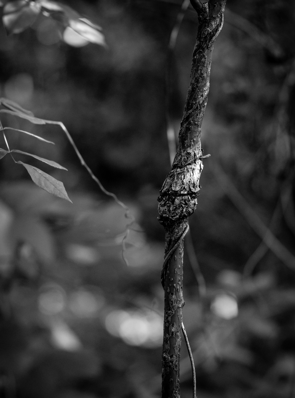 a black and white photo of a vine