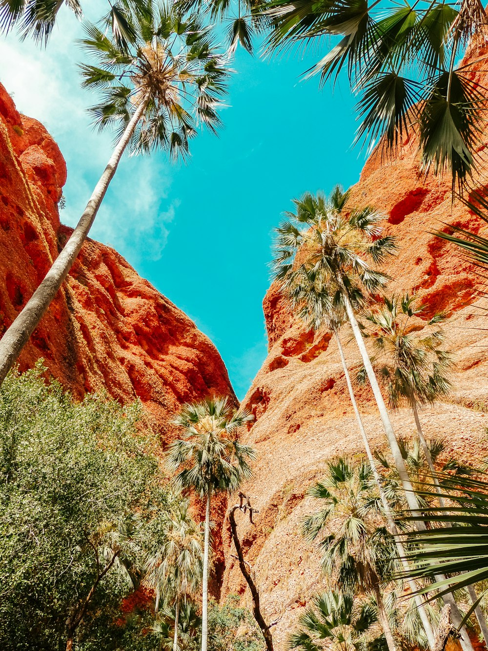 palm trees stand in front of a red rock formation