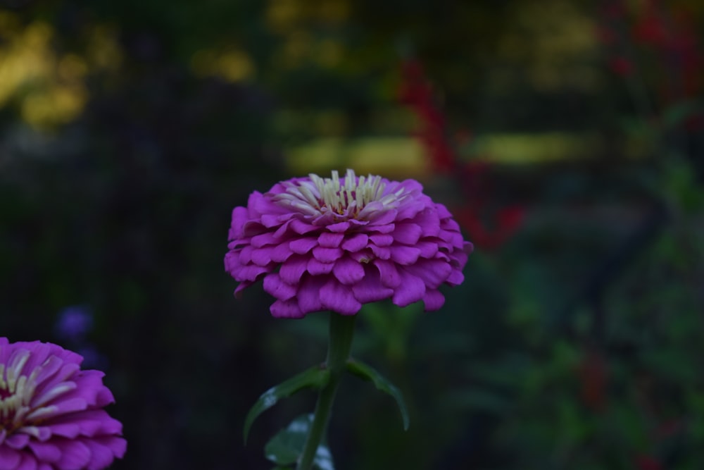 a close up of a purple flower with a blurry background