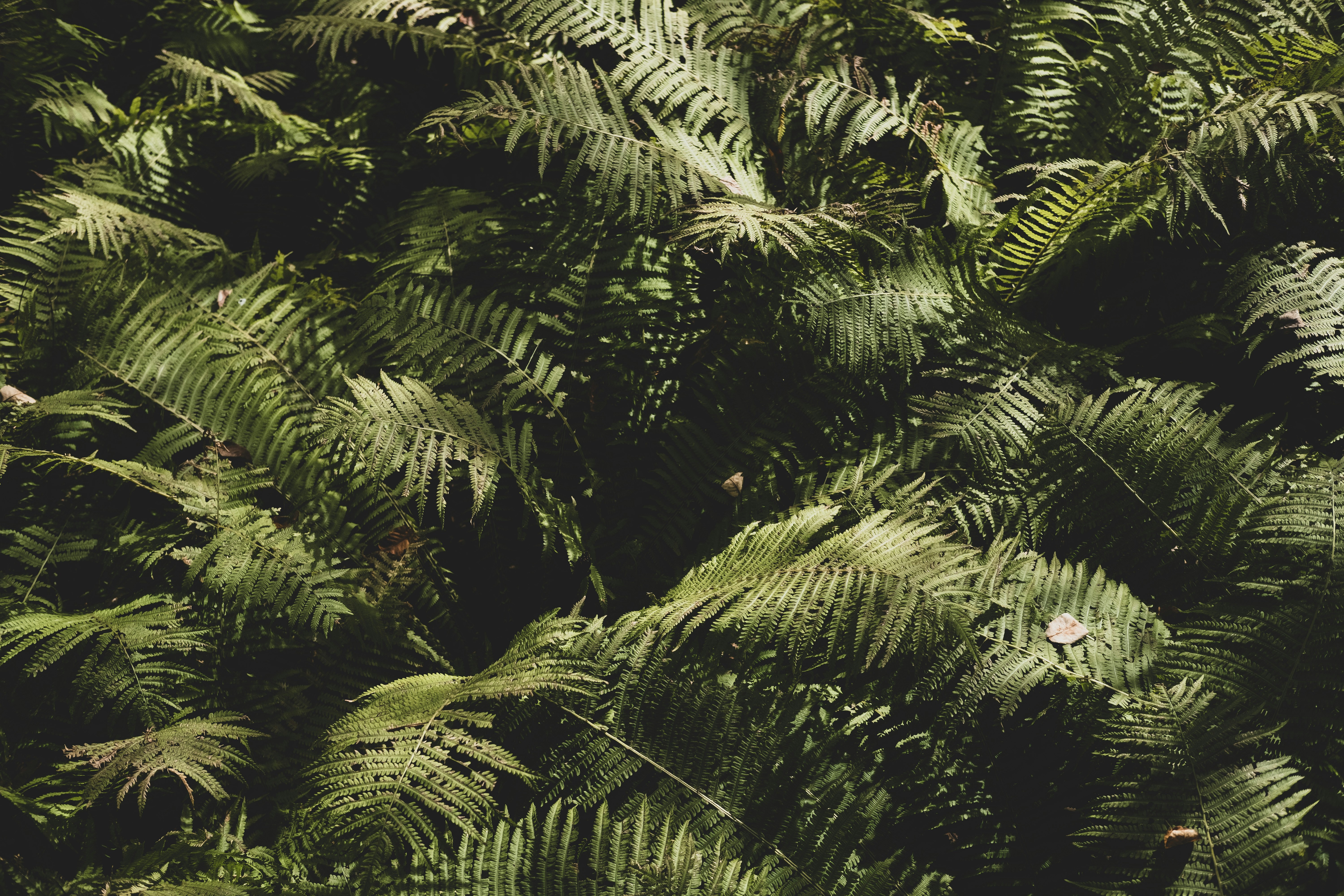 a bunch of green plants that are next to each other